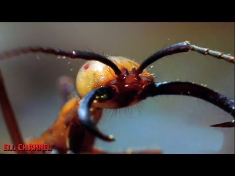 ვიდეო: რამდენი ფეხი აქვთ ჭიანჭველებს?