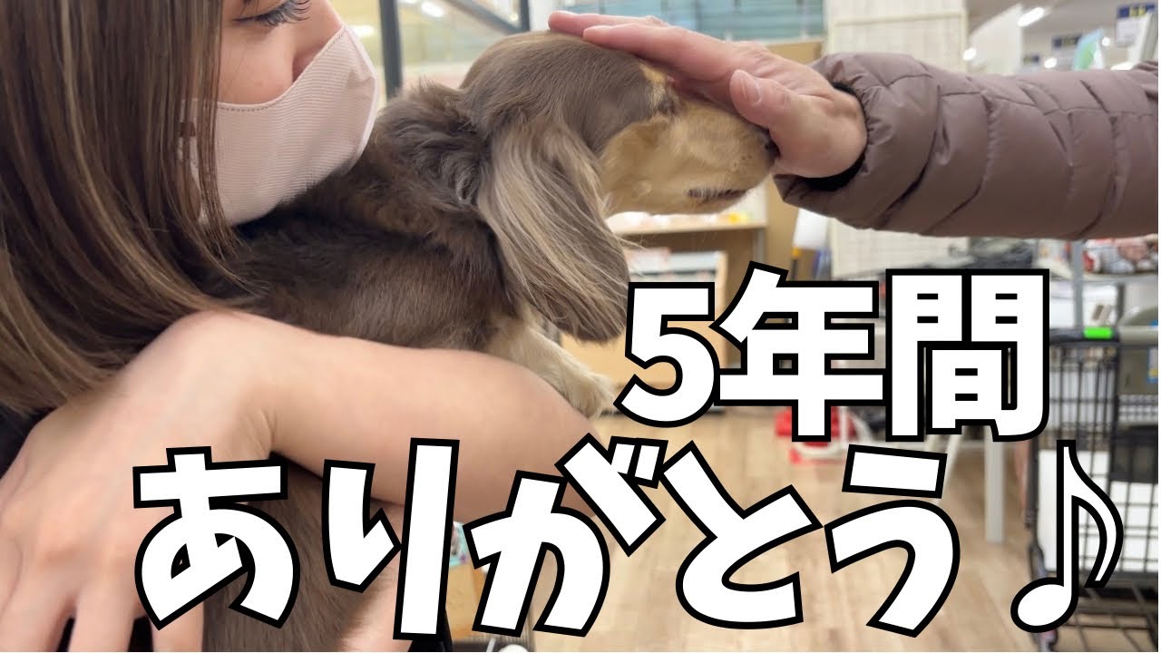 この日はトリマーさんとお別れの日。5年間ありがとうございました。[ミニチュアダックスるぱん]