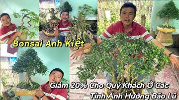 Kiệt: 0369686464. Mai Chiếu Thuỷ, Nguyệt Quế, Kim Quýt, Tùng, Khế Gân, Kim Tiền, Bụp Đài Loan