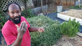 How to Expand and Multiply Your Thyme for Free| Thyme Harvest