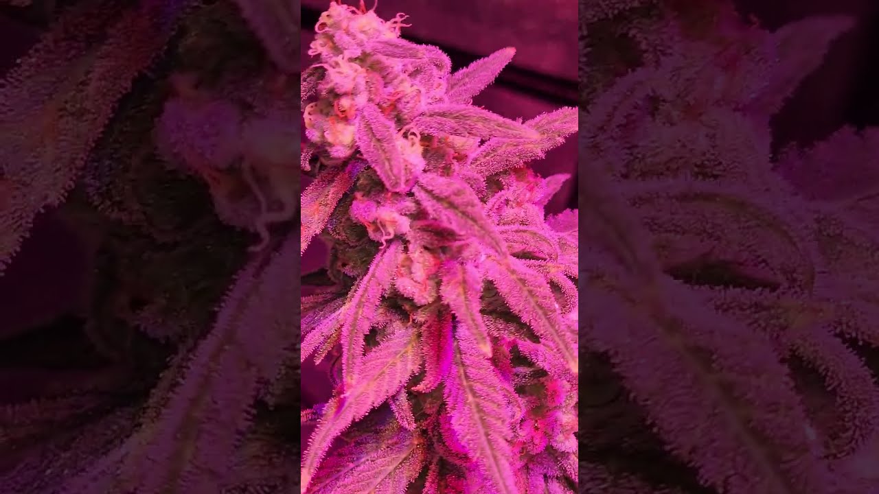 Lemon Sour Diesel Harvest Time