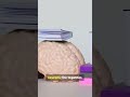 “Your Brain Is Learning Right Now 🤯”#shorts #shortvideo #facts #viral#science #learning