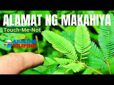 Video: Ang Mahiwagang Katangian Ng Mimosa
