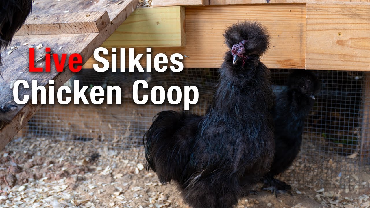 Silkie Bantam Playtime: Exploring the Coop Live All Day