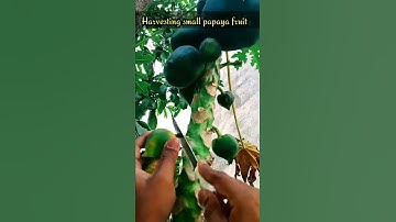 harvesting small papaya fruits in morning #shorts #papaya #dhvanisgarden