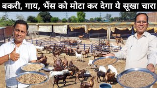 बकरी की सेहत बना देगा ये सूखा चारा | Best Dry Fodder For Goats | Fodder Management | Goat Farming