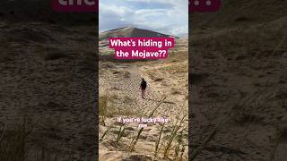 Mojave National Preserve Quick Guide ⬇️ | Like &amp; Follow for More Outdoor Adventures