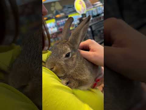 Video: Enderby Island Rabbit