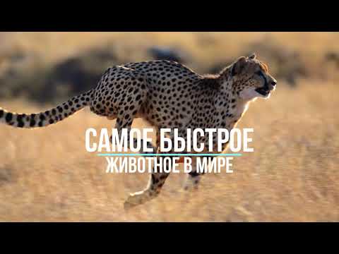 Топ 10 Самых быстрых животных на Земле