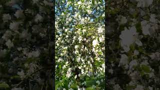 спонсор моей аллергии #цветы #весна #аллергия