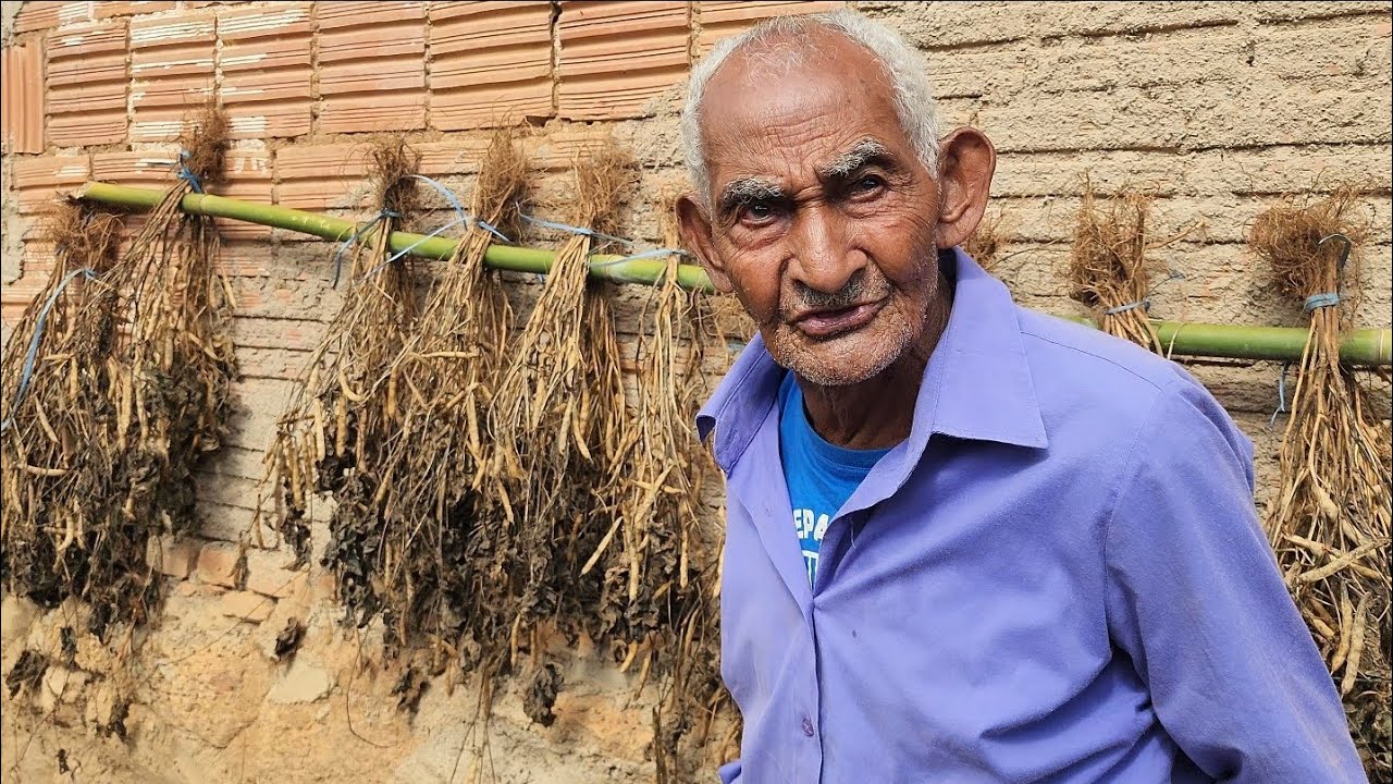 TIÃO CHAVA 95 ANOS COLHEU SEU FEIJÃO E PENDUROU PARA NÃO PERDER COM TANTA CHUVA