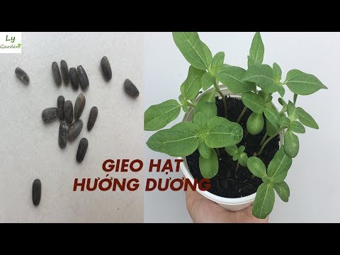 Video: Cách Trồng Hạt Hướng Dương