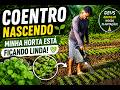 🌱 COENTRO NASCEU E O RESULTADO ME SURPREENDEU! 😱🙏