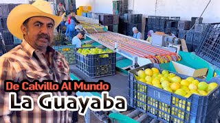 UNA GRAN HISTORIA DE ÉXITO producIendo y vendiendo GUAYABAS