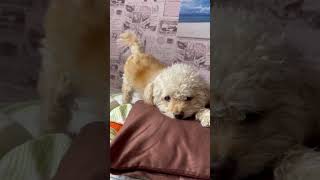 Download Lagu Wiggle wiggle #bolonka #dogsofinstagram #lilythebolonka #dogstagram #bolonkazwetna #foryou MP3