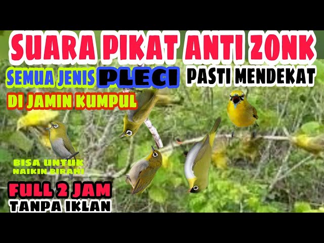 SUARA PIKAT BURUNG PLECI PALING AMPUH || suara pleci ribut class=