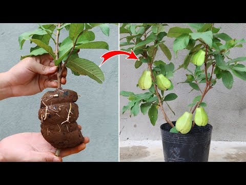 Συμβουλές για τον πολλαπλασιασμό των δέντρων γκουάβα με μοσχεύματα με Aloe vera για αρχάριους