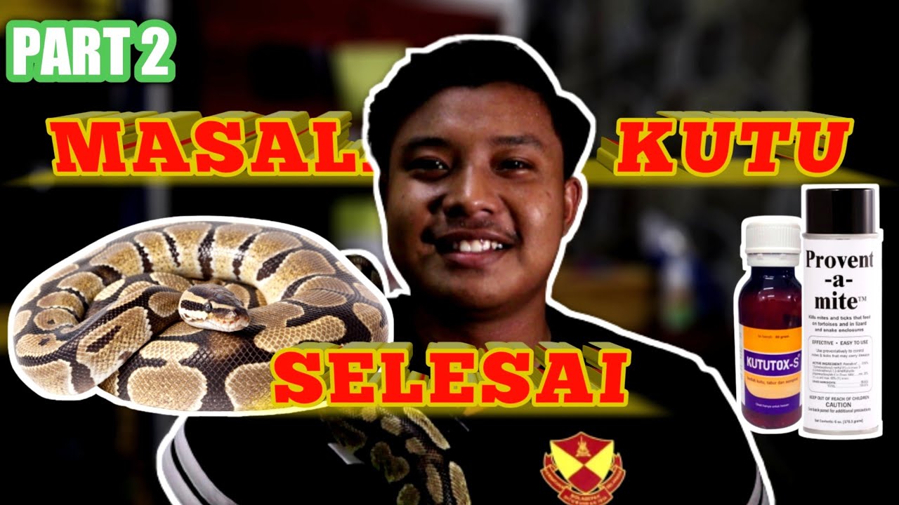 PART 2 MASALAH KUTU SUDAH SELESAI 100 BERHASIL YouTube part-2-masalah-kutu-sudah-selesai-100-berhasil-youtube