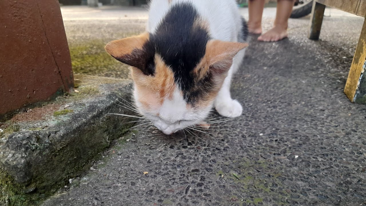 Sore Yang Indah Sama Cici Kucing Paling Cantik 