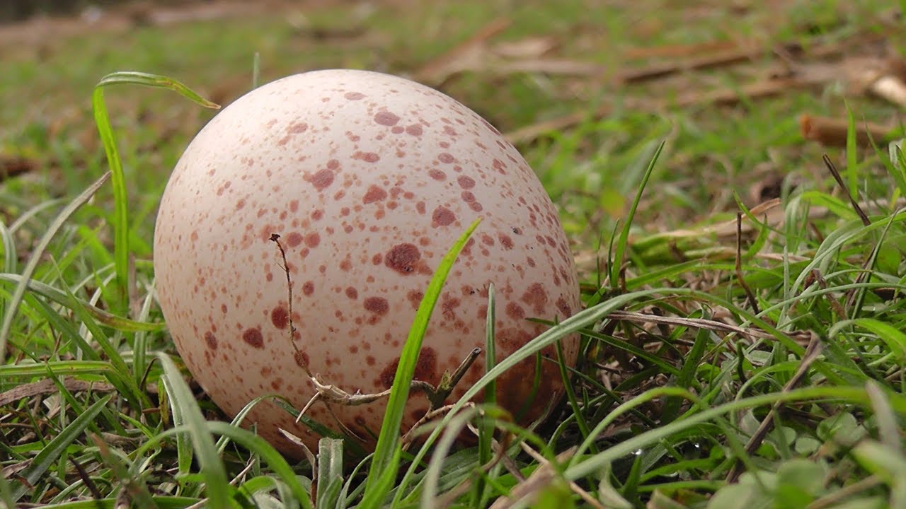টার্কি ডিম আসার আগে করণীয়|Turtle eggs should be done before coming