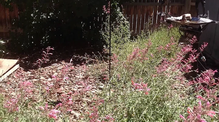 One Hummingbird