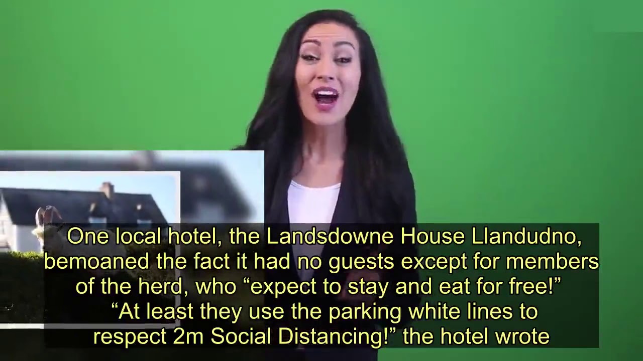 Wild 'Goat Gang' Takes Over Streets Of UK Town On Coronavirus Lockdown - Today News