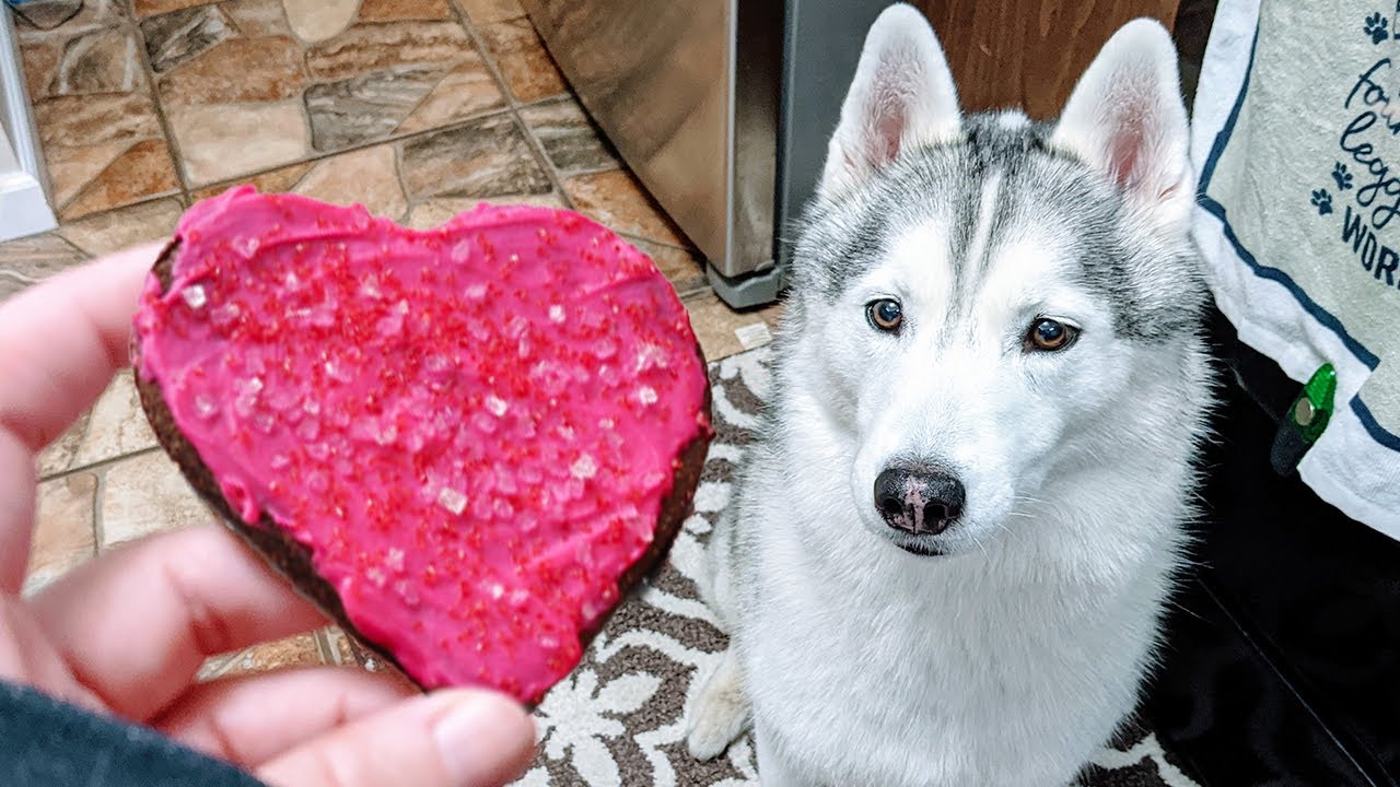 Will My Husky Like these Valentine Treats? YouTube