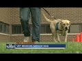 Prison dog training programs have positive impact on community Prison dog training programs have positive impact on community