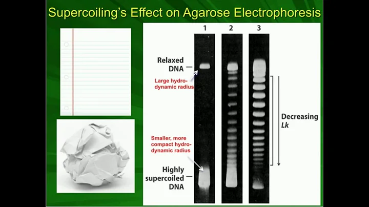 Effect of DNA Supercoiling on Agarose Electrophoresis
