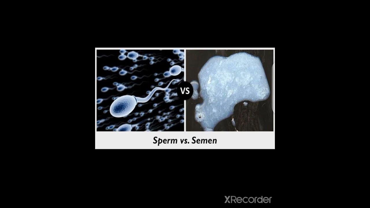 Sperm Vs Semen Youtube