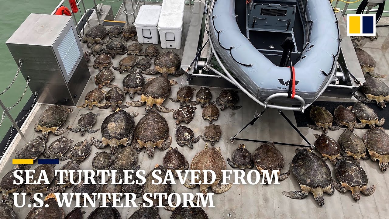 How a Texas A&M scientist's video of a sea turtle soured Americans