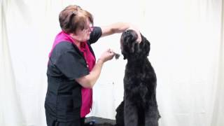 Briard Pet Trim  Groomers Gallery Preview
