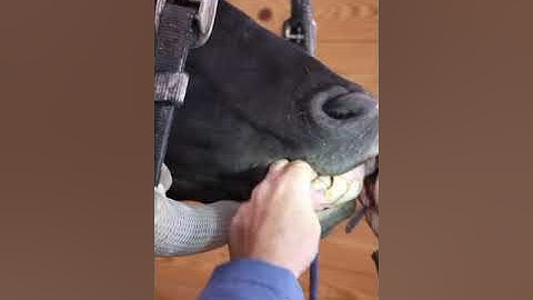 Tarter Removal on Horse Canine