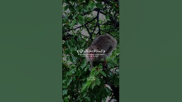 الشيخ نعمة الحسان - سورة الطور - من الآية 39 الى الآية 43