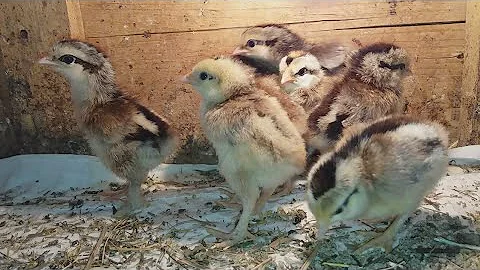 ПЕТУШОК ИЛИ КУРОЧКА ?? САМЫЙ ТОЧНЫЙ СПОСОБ !!!