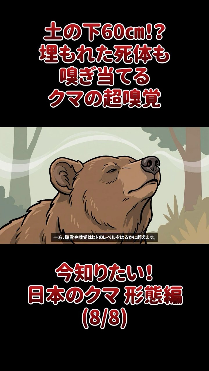 60cm Under the Dirt!? The Bear's Super-Smell That Can Even Detect