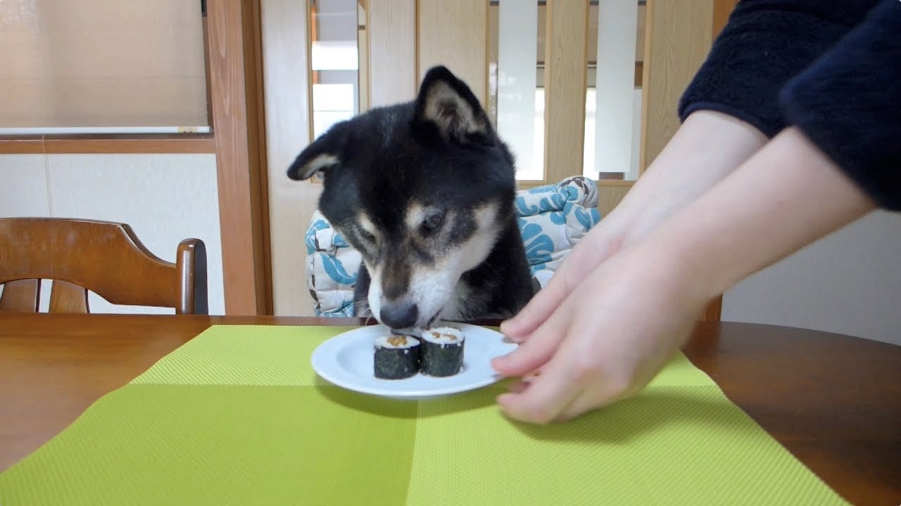 黒柴クロ 犬ごはん 納豆巻き Shiba Inu Kuro Eats Natto Sushi Roll Youtube