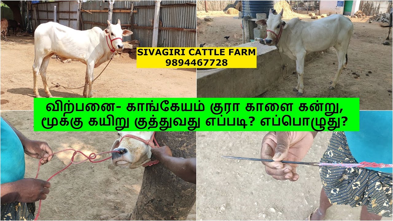விற்பனை- காங்கேயம் குரா காளை கன்று, மூக்கு கயிறு குத்துவது எப்படி? எப்பொழுது?