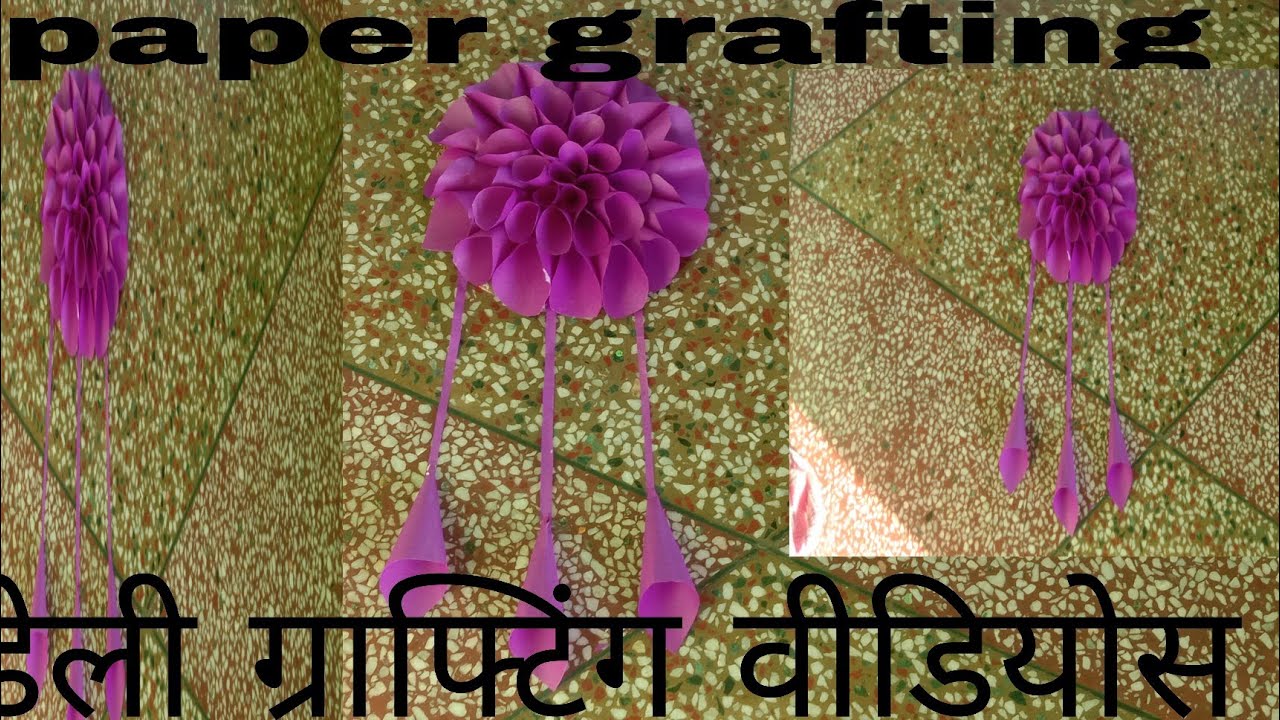 पेपर ग्राफ्टिंग वीडियो. Daily grafting video.
