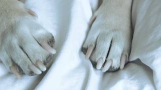 Dog Days book trailer