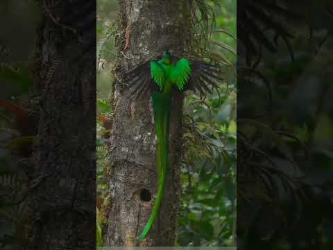 Long tail parrot #bird #parrot