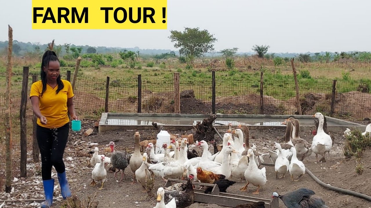 Starting A MIXED FARMING Investment At A low COST ! YouTube