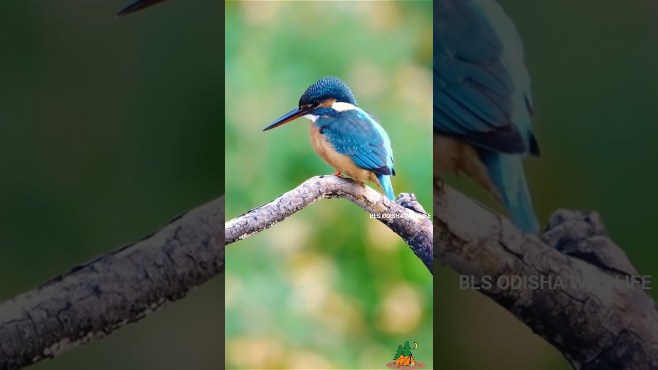 Indian Kingfisher Birds #bls wildlife. #shorts.|||