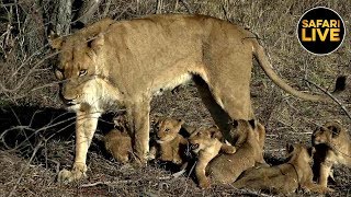 safariLIVE - Sunset Safari - September 28, 2019