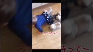 SNSで大バズり!!動物たちの大爆笑パプニング12選!! #いぬ #cat #アニマル発見隊 #動物おもしろ動画 #ねこ #面白い #面白集 #ブルーナアニマル