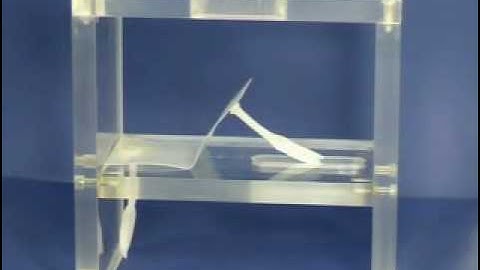 Shape memory polymer