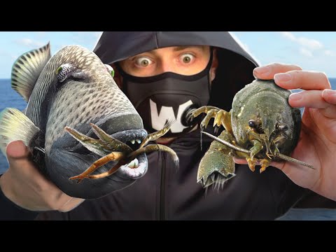 Vidéo: Pourquoi certains homards n'ont-ils pas de pinces ?