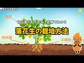 初心者でもできる！落花生の栽培方法|図解でわかる育て方