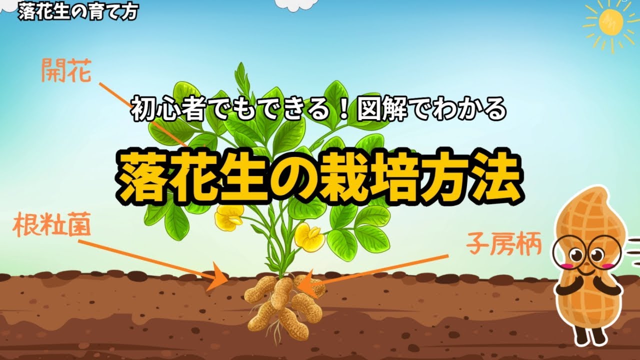初心者でもできる！落花生の栽培方法|図解でわかる育て方