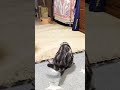 踊るネコ❗️二代目マックは今日も踊る🐈#ネコ #猫 #川上麻衣子